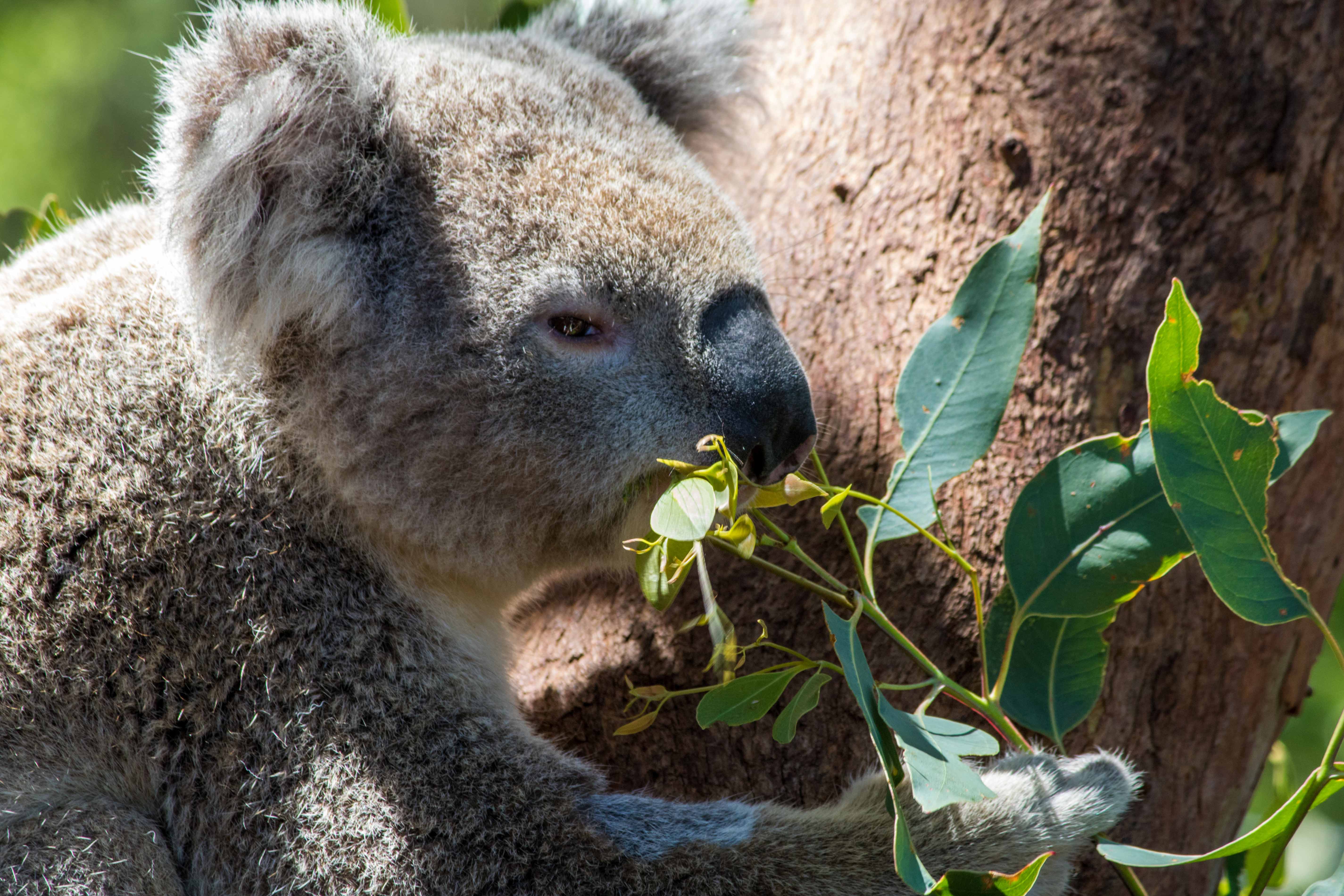 Koala